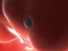 First trimester First trimester